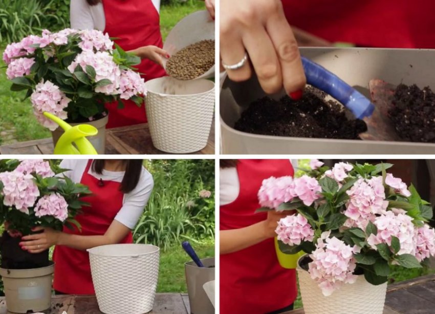 Алгоритм посадки гортензії