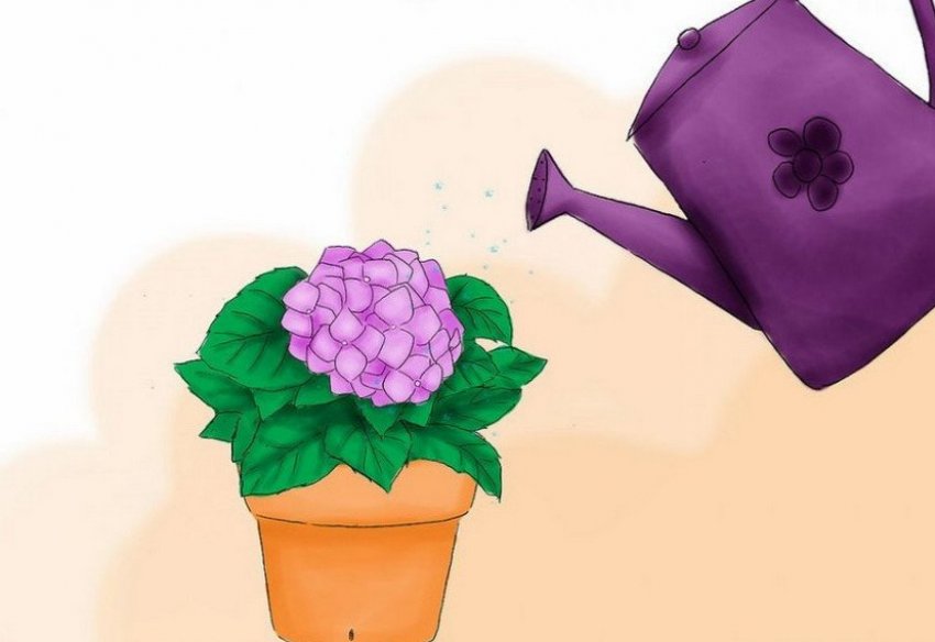 Полив гортензії