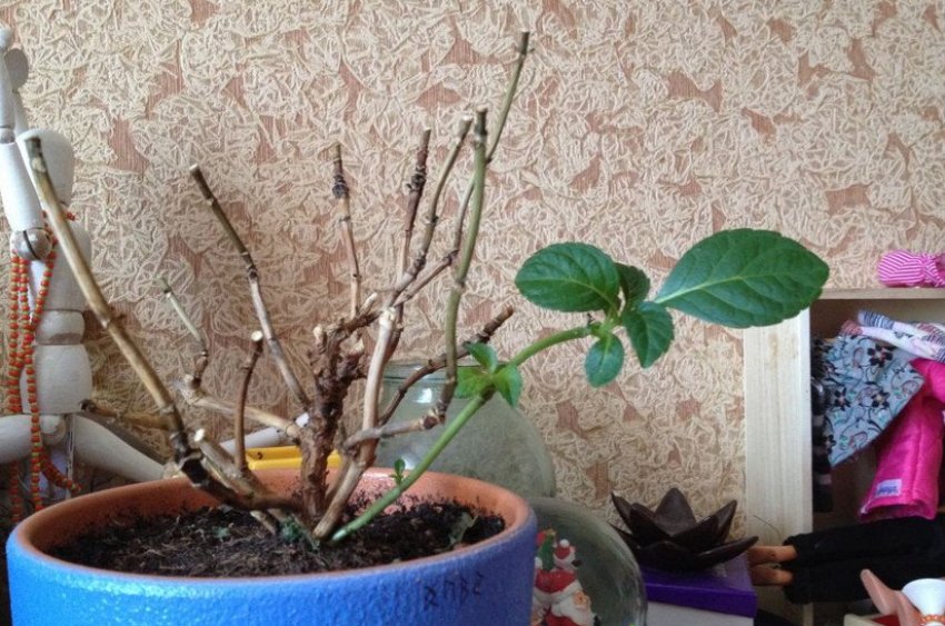 Обрізка гортензії