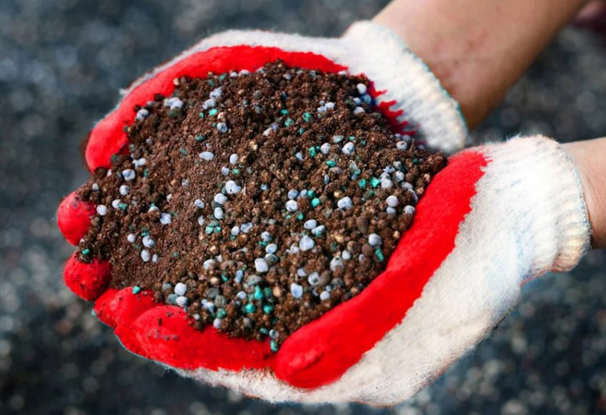 Підживлення гортензії