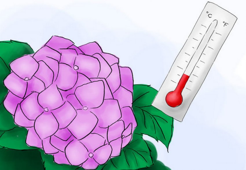 Температурний режим для гортензії