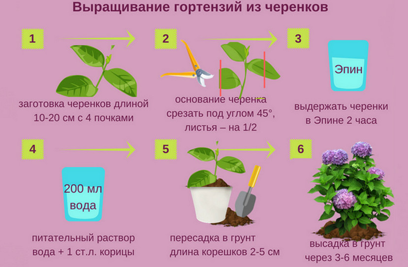 Где надо ухаживать. Гортензия крупнолистная черенки. Черенкование гортензии крупнолистной. Гортензия крупмно листная черенок. Гортензия метельчатая размножение отводками.