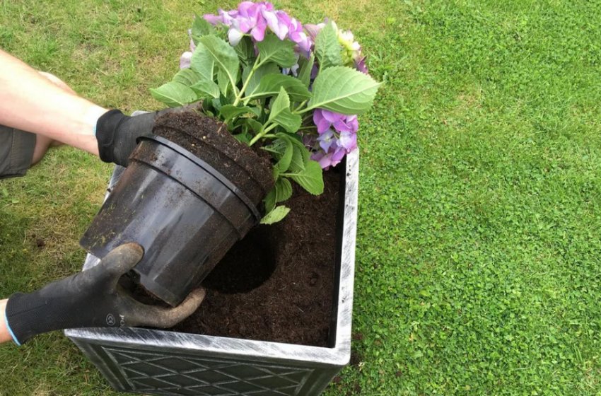 Пересадка гортензії