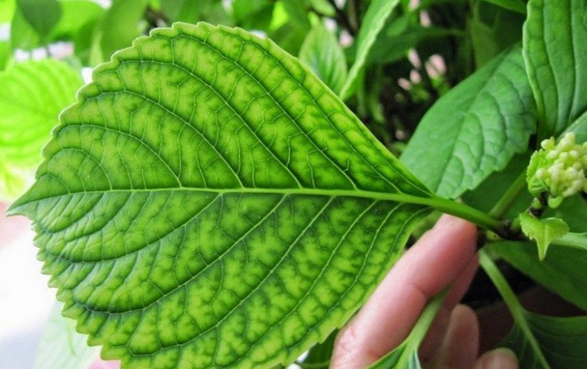 Хлороз гортензії