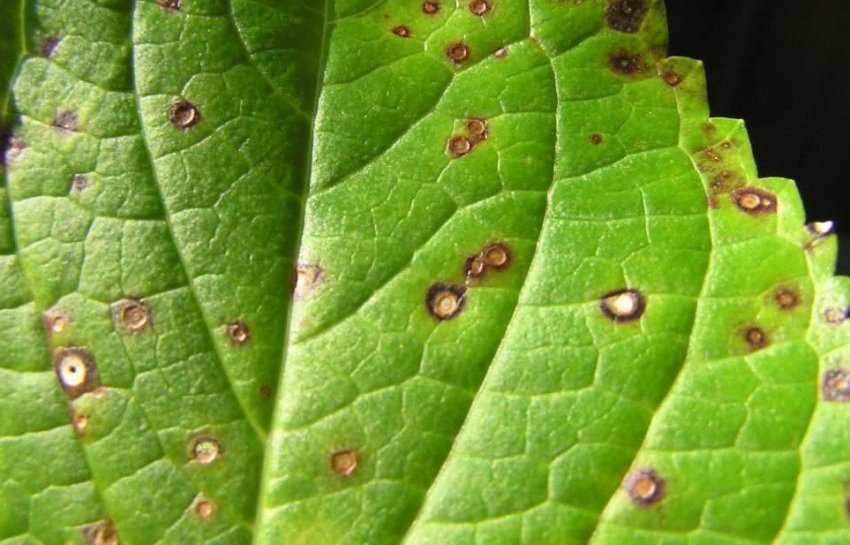 Септоріоз гортензії