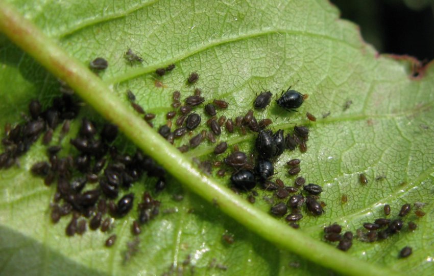 Листова воша