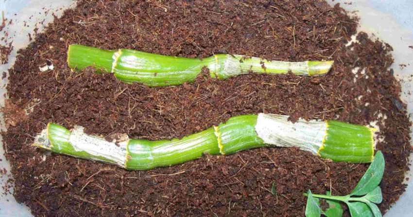 Живці орхідеї