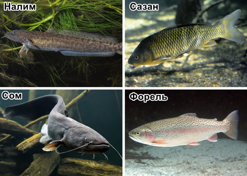 Риба яку можна ловити на жерлицю