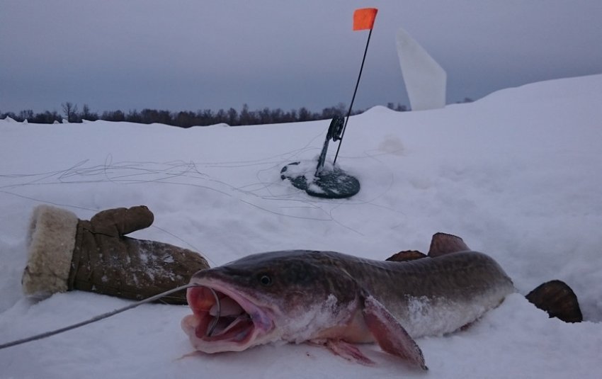 Минь на жерлицю
