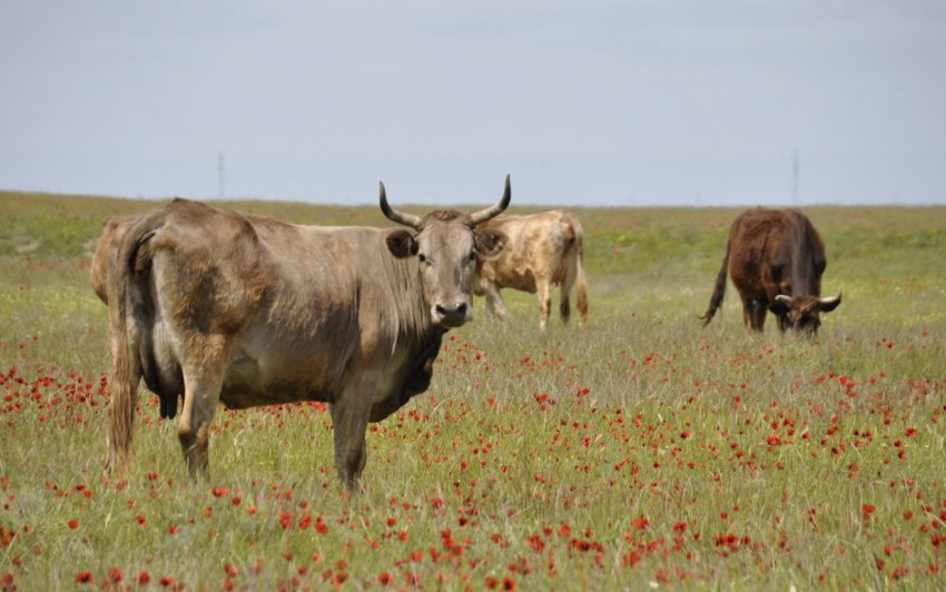 Випас худоби