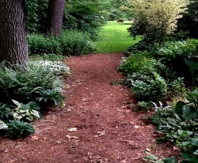 Лісовий стиль в ландшафтному дизайні