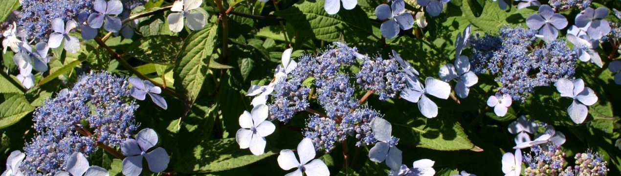 Опис зірчастої гортензії, ландшафтне проектування та догляд за нею