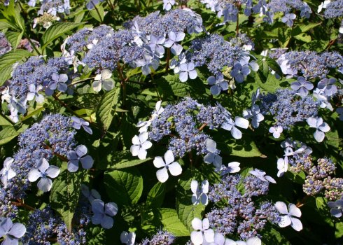 Опис зірчастої гортензії, ландшафтне проектування та догляд за нею