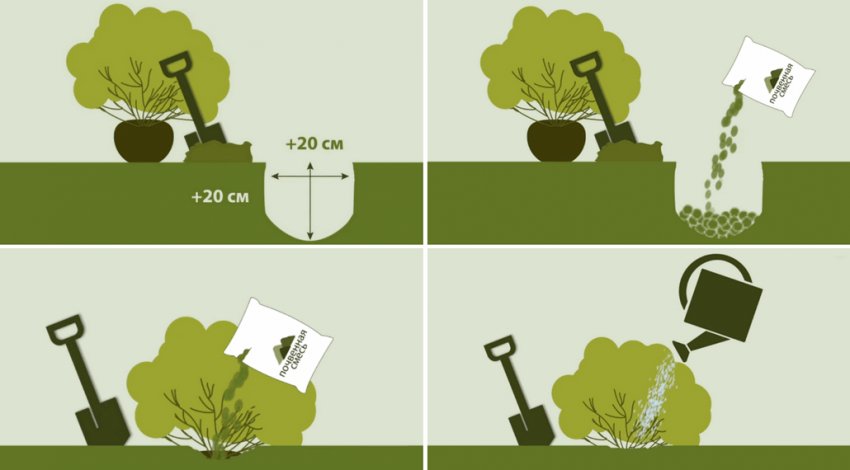 Посадка гортензії Посадка гортензії