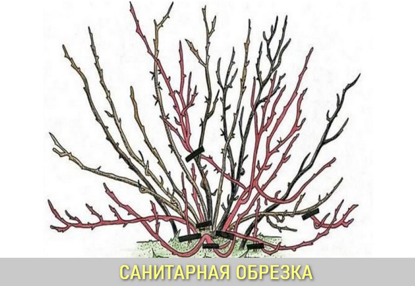 Санітарна обрізка гортензії Санітарна обрізка гортензії