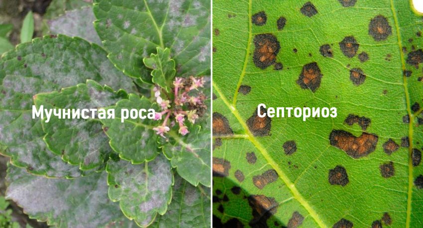 Хвороби гортензії Хвороби гортензії