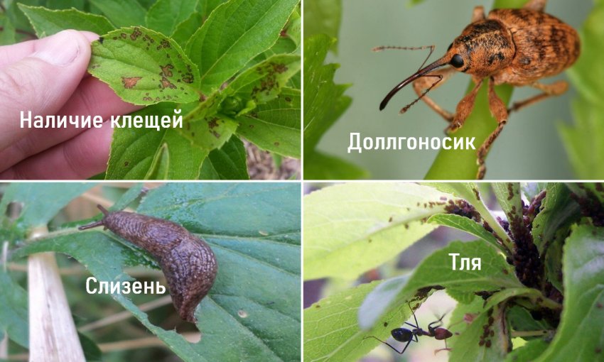 Шкідники гортензії Шкідники гортензії