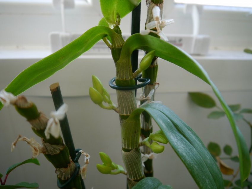 Чому дендробіум не цвіте