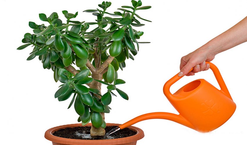 Полив грошового дерева