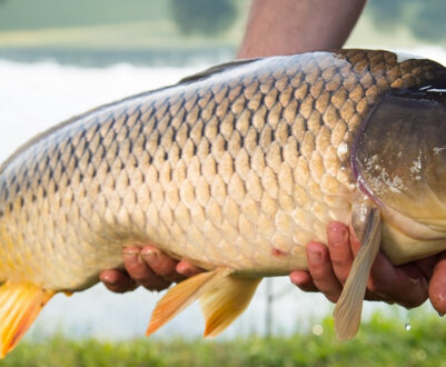 Ловля сазана: коли і як правильно це робити