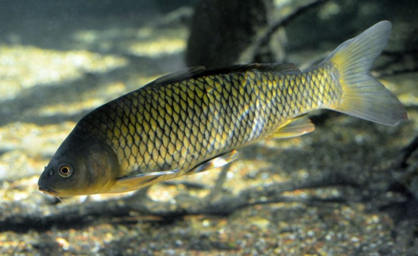 Сазан Сазан