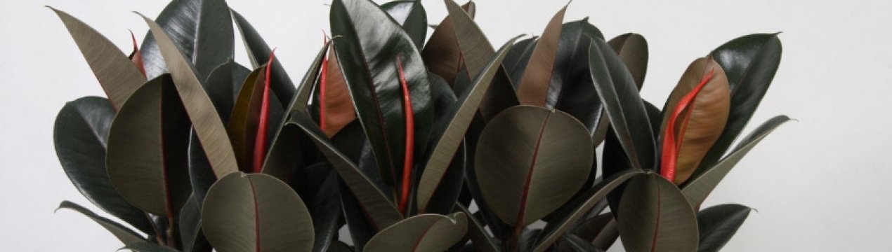 Фікус Абіджан: догляд в домашніх умовах