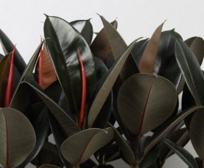 Фікус Абіджан: догляд в домашніх умовах