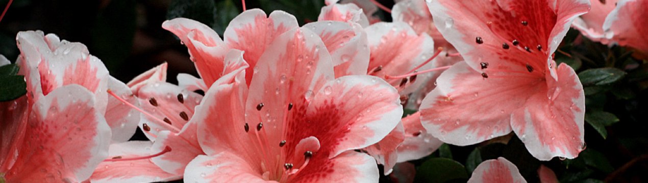 Дилема садівника: які рослини краще не висаджувати у своєму домі?