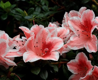 Дилема садівника: які рослини краще не висаджувати у своєму домі?