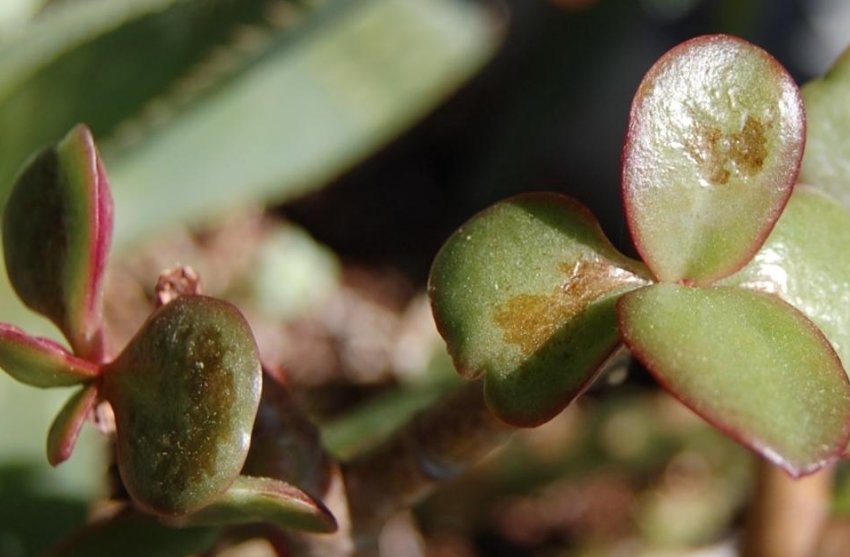 Бактеріальні хвороби