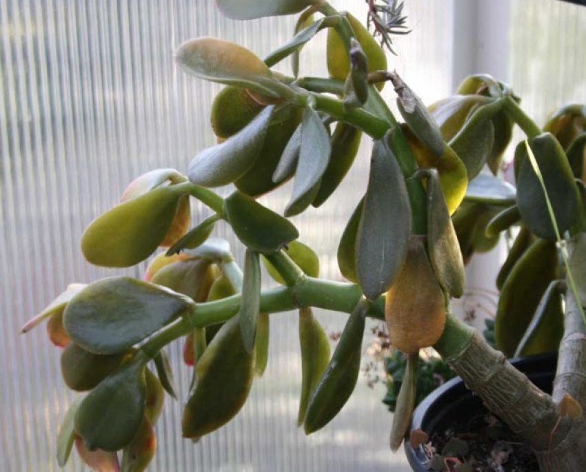 В'янення та опадання листя