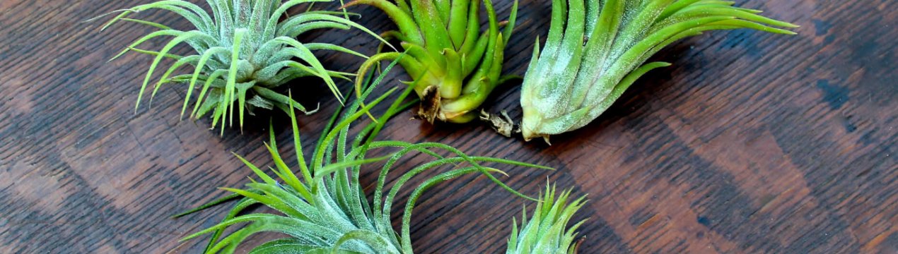 Опунция атмосферна: догляд в домашніх умовах