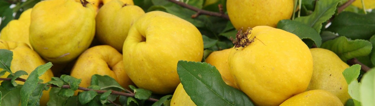 Японська груша - користь і шкода для здоров'я