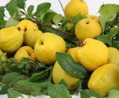 Японська груша - користь і шкода для здоров'я