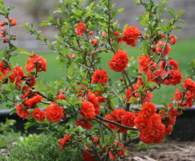 Опис японської айви