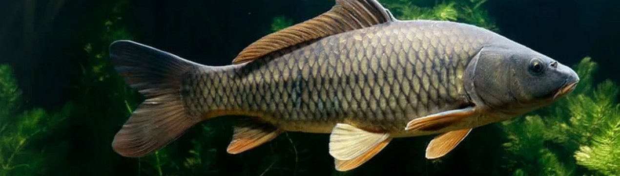 Харчова цінність сазана: користь і можлива шкода для здоров'я