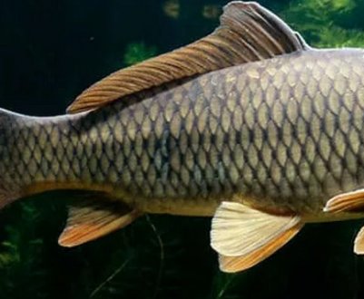 Харчова цінність сазана: користь і можлива шкода для здоров'я