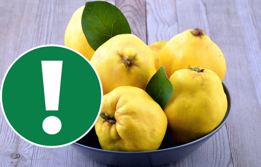 Протипоказання айви