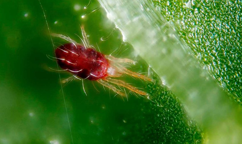 Павутинний кліщ Павутинний кліщ