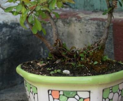 Як і коли потрібно пересаджувати японську айву?