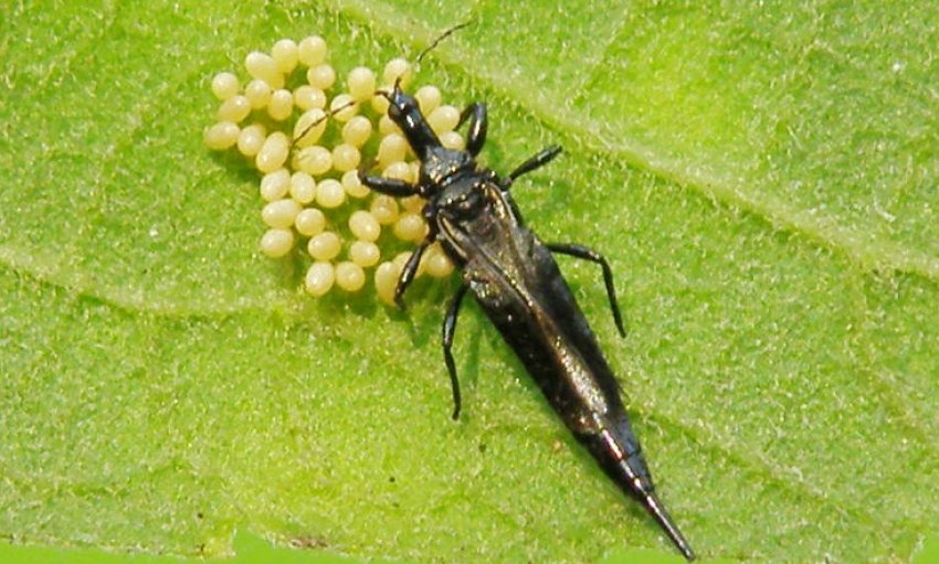 Трипси Трипси