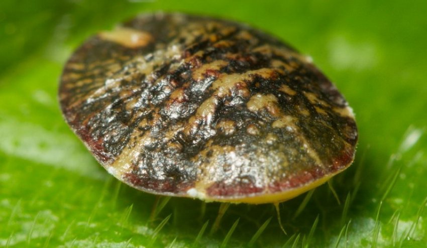 Щитівка Щитівка