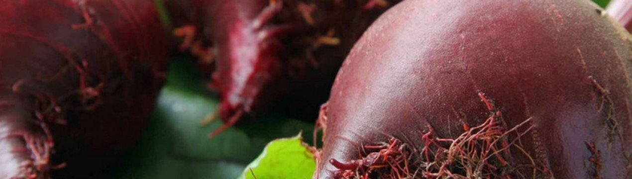 Рассада свёклы: особенности и сроки посадки и выращивания