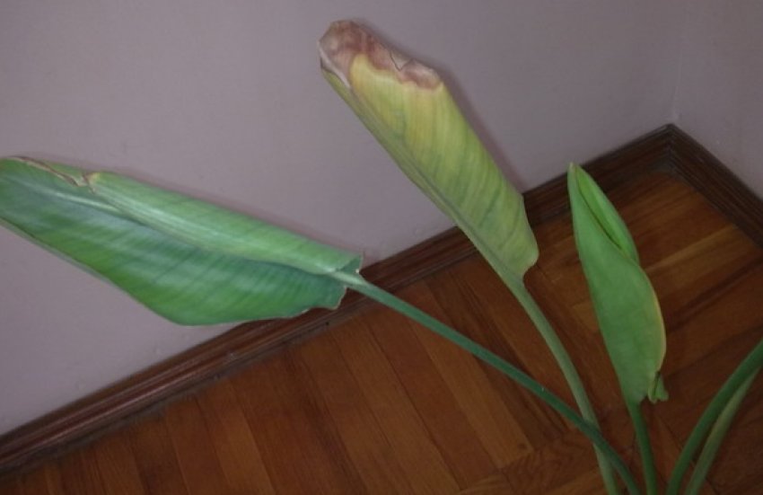 Хвороби стреліції Хвороби стреліції