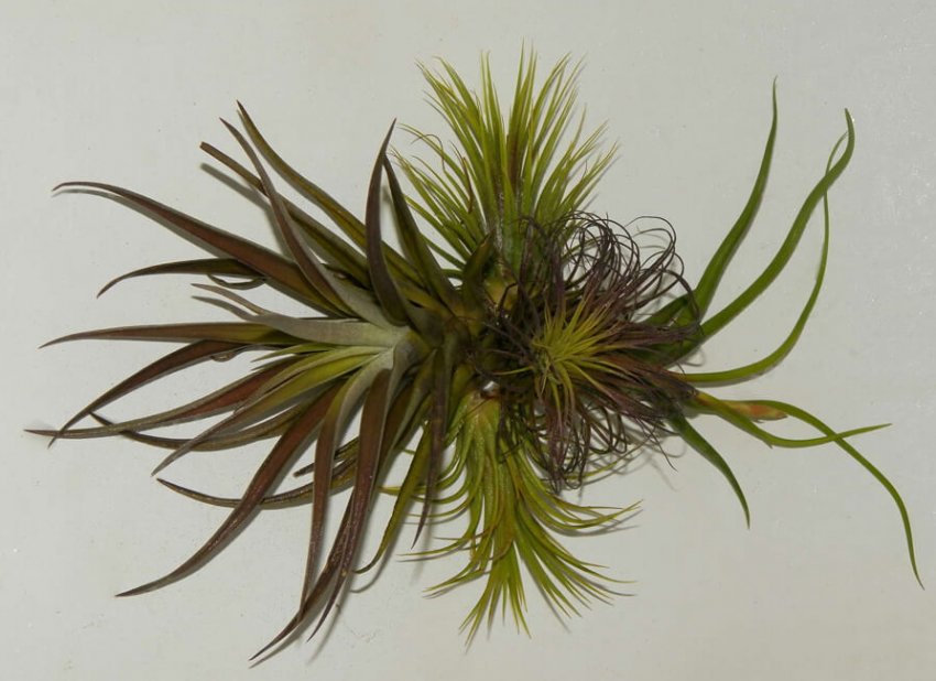 Опунция атмосферна Опунция атмосферна