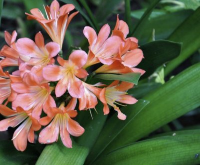 Як доглядати за кливией в домашніх умовах