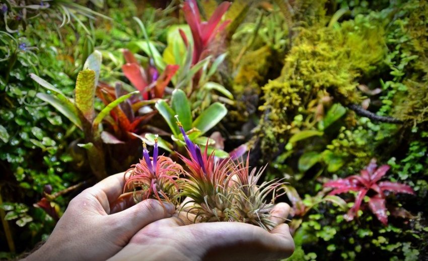 Опунция атмосферна Опунция атмосферна