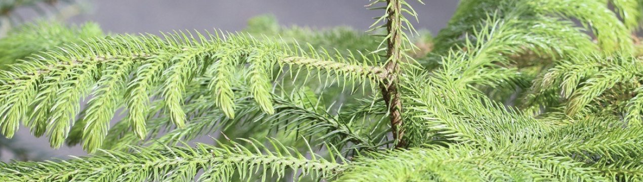 Як доглядати за араукарії в домашніх умовах