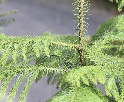 Як доглядати за араукарії в домашніх умовах