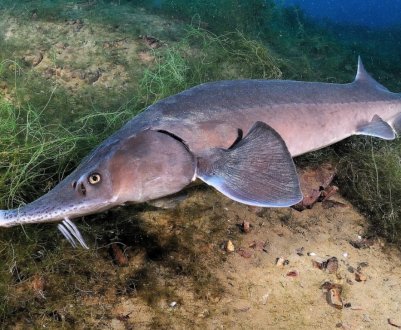 Опис найбільшої білуги у світі та Росії